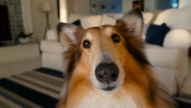 Jak zwierzęta domowe wpływają na systemy zabezpieczeń?