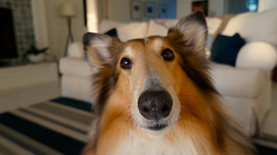 Jak zwierzęta domowe wpływają na systemy zabezpieczeń?